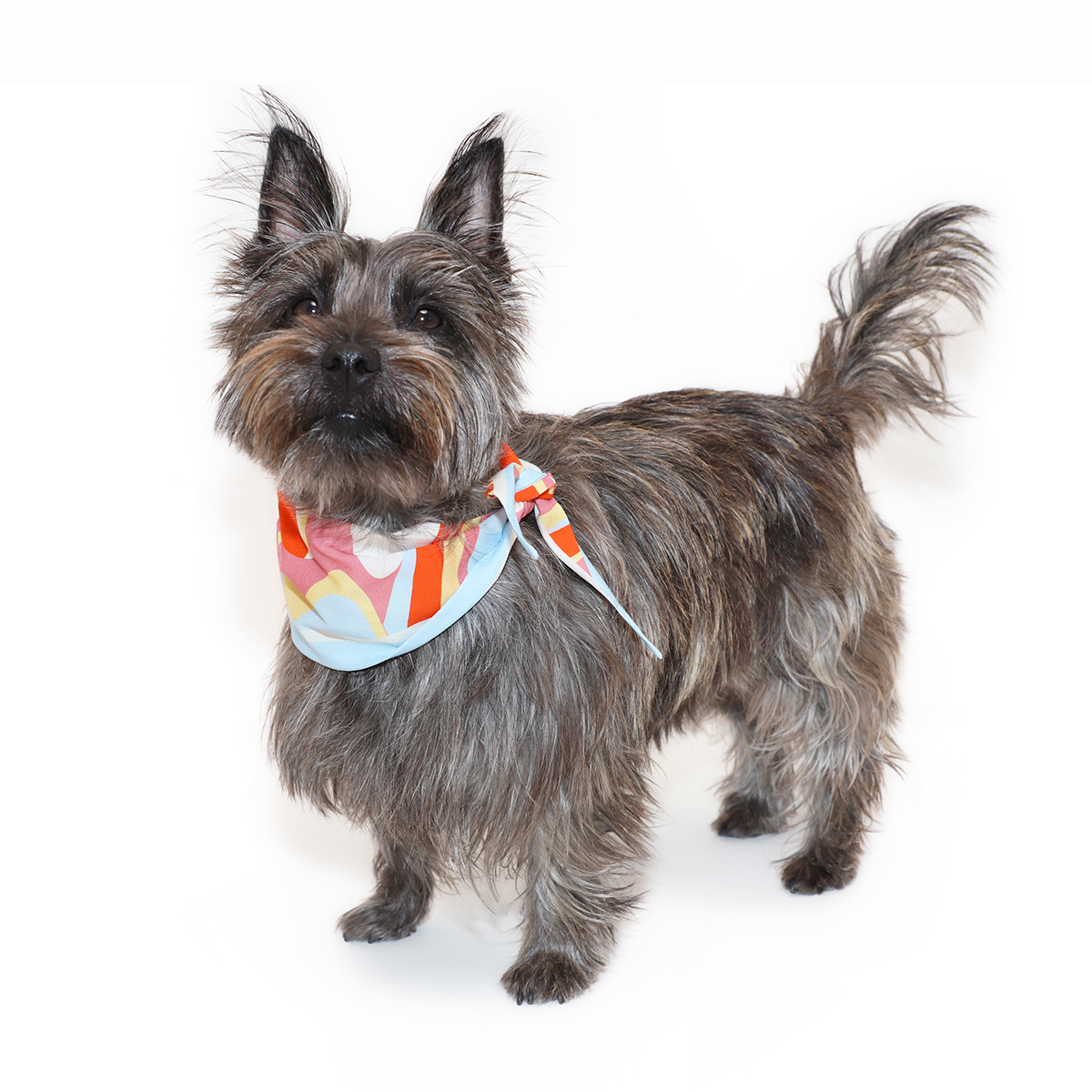 Molly Scarf